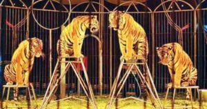 tigres