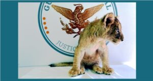 leoncilla