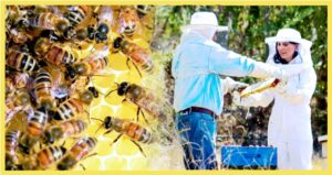 más-abejas