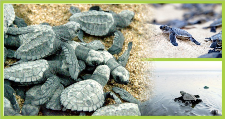 tortuguitas