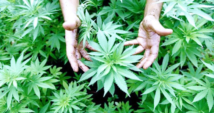 MARIHUANA CHICA