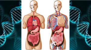 cuerpo humano