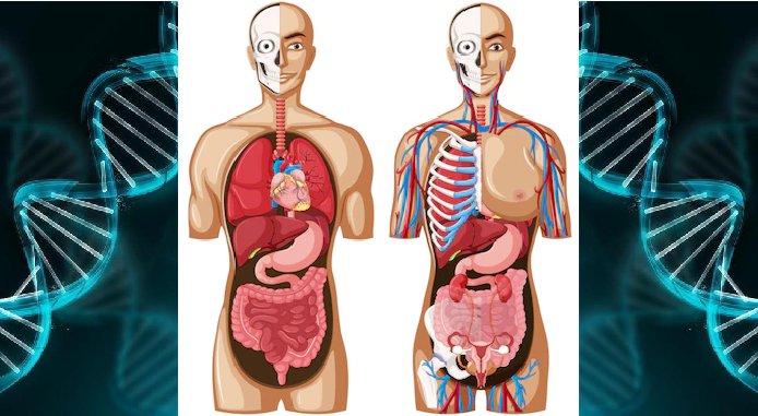cuerpo humano