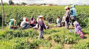 jornaleros