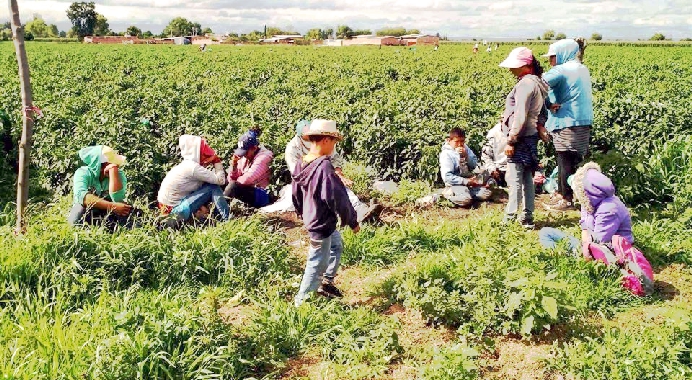 jornaleros