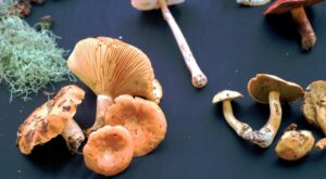 hongos