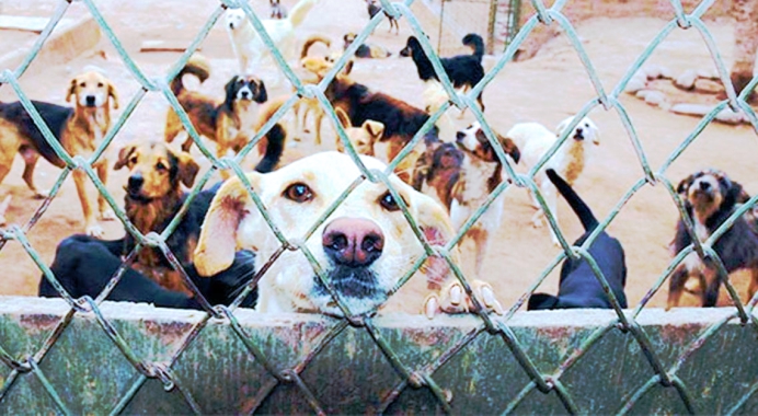 perros