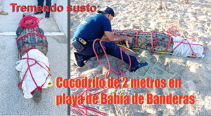cocote