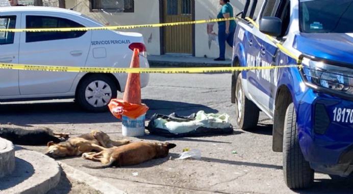 perros difuntos