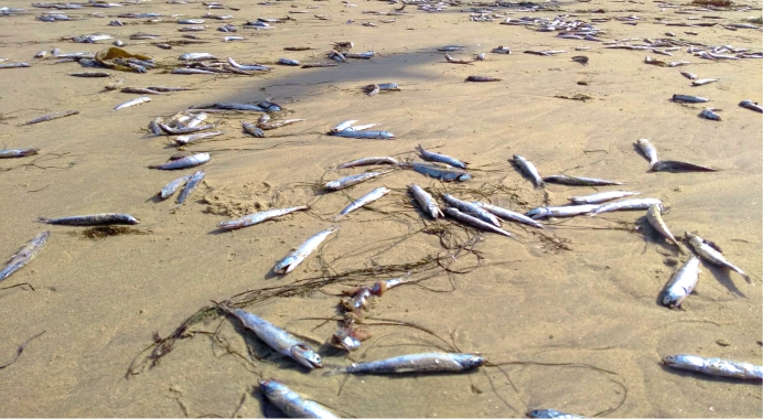 peces mejía