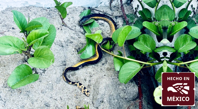 viboras