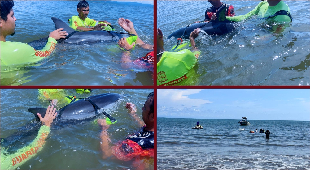 DELFIN