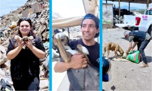 PERRITOS DEL BASURERO
