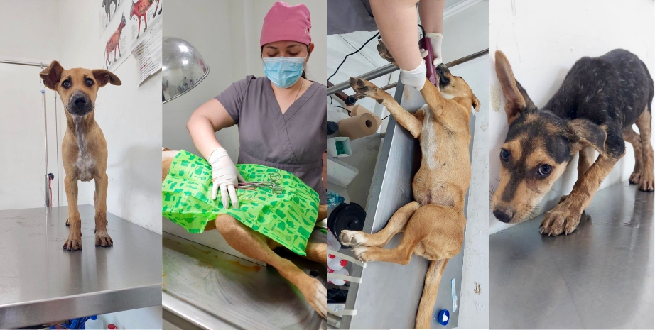 PERRITOS SALVADOS
